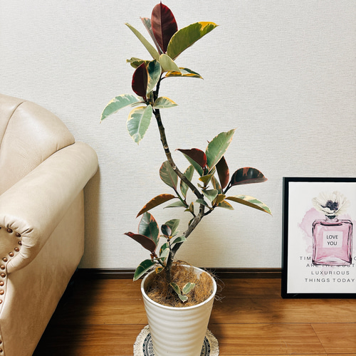 ［現品］T10 フィカス　バーガンディ　8号　観葉植物　大型　室内　ゴムの木 観葉植物 フィカス バーガンディ 8号 ノーマル プラスチック鉢