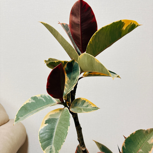 現品］10番 樹形が綺麗♡ フィカスルビー 曲がり 8号 観葉植物