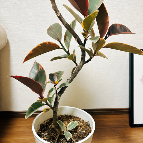 現品］10番 樹形が綺麗♡ フィカスルビー 曲がり 8号 観葉植物
