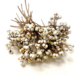 hanatokito ナンキンハゼ ドライフラワー 250本 ナンキンハゼ 3〜6粒 約40本 ドライフラワー Satsuki 通販 16860005