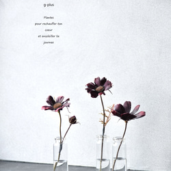 咲き続けるチョコレートコスモス(３点セット)　マジカルウォーター　癒しのフラワーインテリア　アーティフィシャルフラワー 1枚目の画像