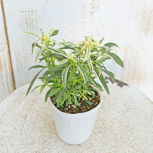 花苗 斑入り 金魚草 キンギョソウ 紅 桃花 珊瑚 生成り 2.5号