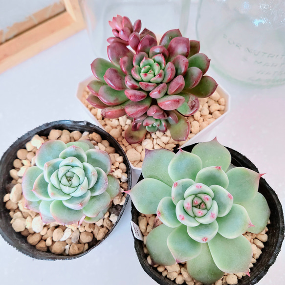 多肉植物 エケベリア セット*3 多肉植物 (抜き苗) 3苗セット