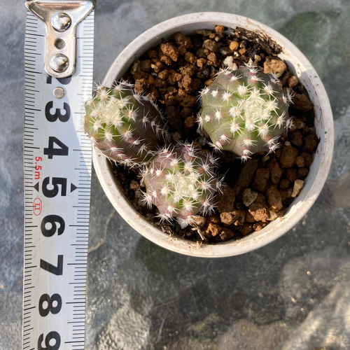 大豪丸 フォルモーサ エキノプシス サボテン 多肉植物 多肉植物 大豪丸 フォルモーサ エキノプシス サボテン 多肉植物 多肉植物