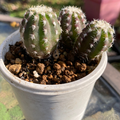 大豪丸 フォルモーサ エキノプシス サボテン 多肉植物 多肉植物