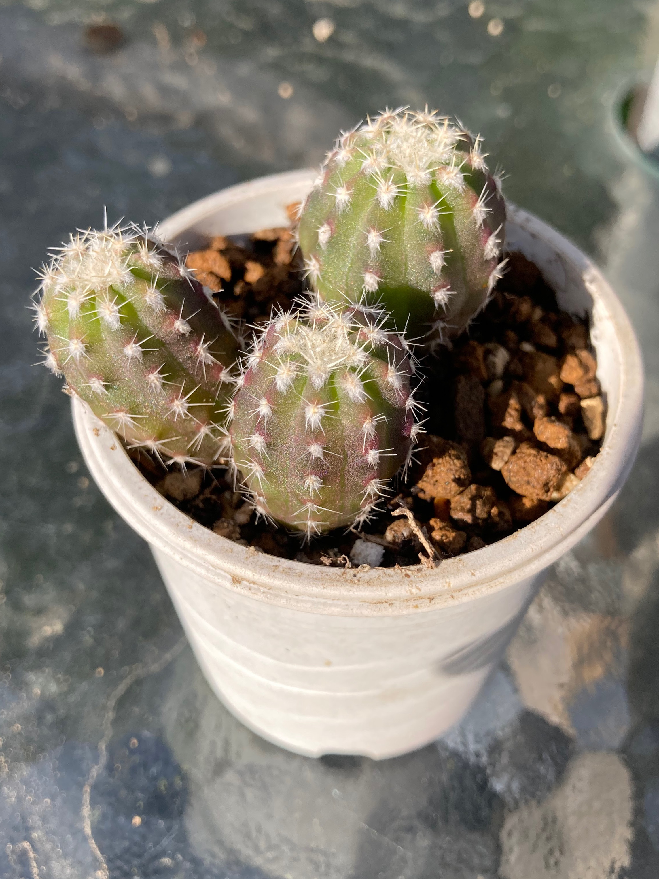 丸葉リンゼアナNo.1 希少 多肉植物 カリフォルニア輸入 16 丸葉リンゼアナNo.1 希少 多肉植物 カリフォルニア輸入 16