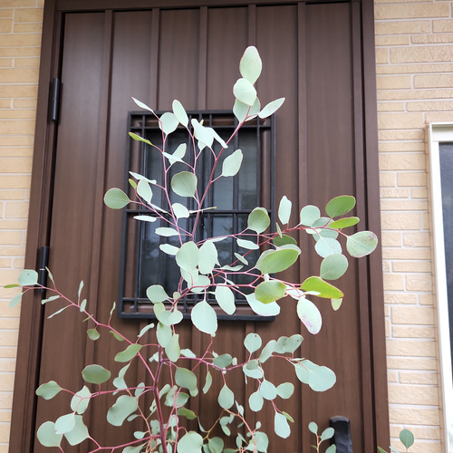 超大型!ユーカリポポラス 鉢植え 苗木 シンボルツリー♪ ドライ 超大型!ユーカリポポラス 鉢植え 苗木 シンボルツリー♪ ドライ