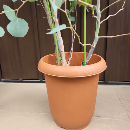 超大型！ユーカリポポラス 鉢植え 苗木 シンボルツリー♪ ドライ