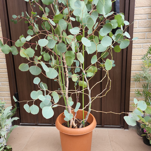 丸い葉っぱが可愛らしい♪ユーカリポポラス 大型樽型鉢植え 苗