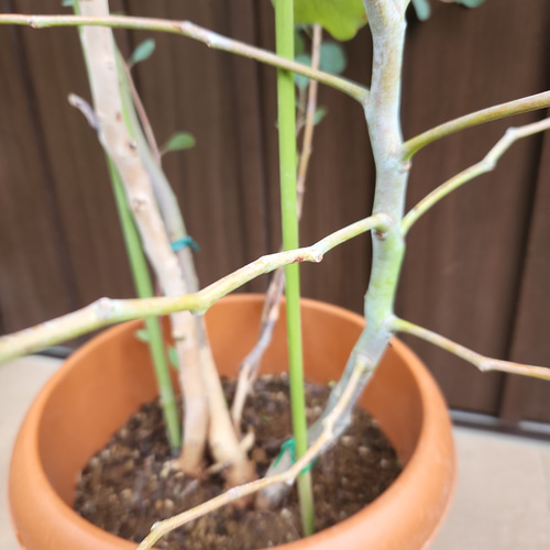 超大型！ユーカリポポラス 鉢植え 苗木 シンボルツリー♪ ドライ