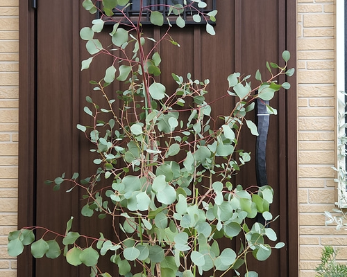 ユーカリ ポポラス 特大 苗木 約: 190cm 【ドライ切り花/オージー】63