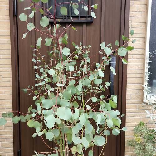 超大型！ユーカリポポラス 鉢植え 苗木 シンボルツリー♪ ドライ