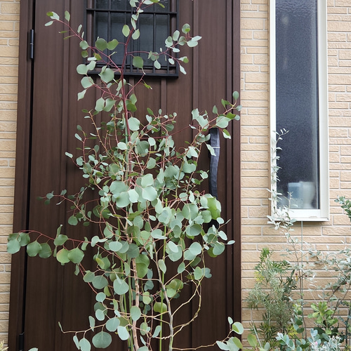 超大型！ユーカリポポラス 鉢植え 苗木 シンボルツリー♪ ドライ