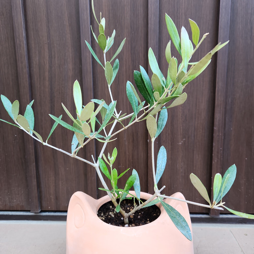 可愛い❤️ オリーブの木 エルグレコ ネコ型テラコッタ鉢植え 苗 盆栽