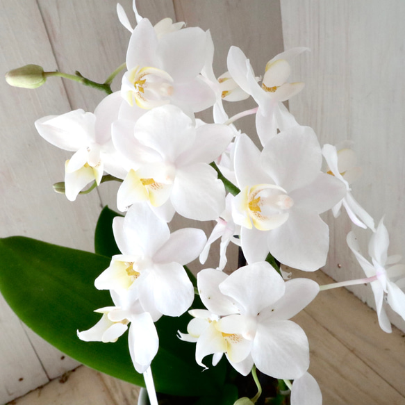 ミディ胡蝶蘭♡しずく♡ホワイト♡3寸鉢♡ アートフラワー nico