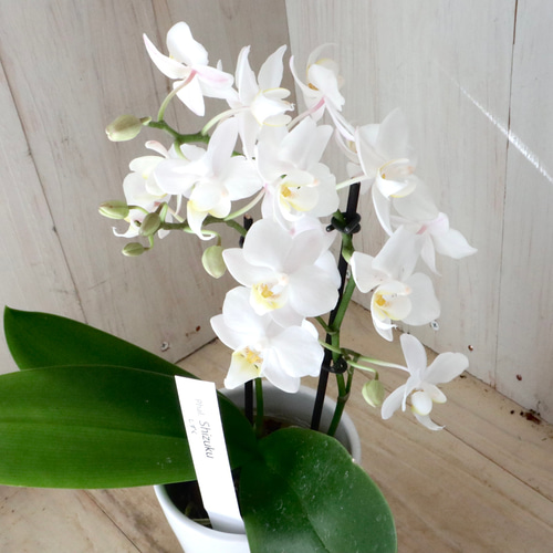 ミディ胡蝶蘭♡しずく♡ホワイト♡3寸鉢♡ アートフラワー nico