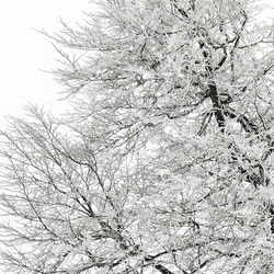 【冬 景色 アートポスター】雪 木 風景写真 インテリア雑貨 クリスマス 飾り モダンアート 壁掛け 2枚目の画像