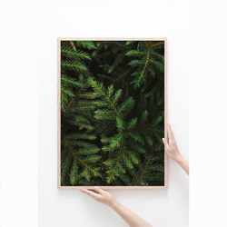 【ボタニカル アート ポスター】緑 壁掛け インテリア雑貨 モダン 飾り物 クリスマスツリー モミの木 9枚目の画像