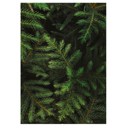 【ボタニカル アート ポスター】緑 壁掛け インテリア雑貨 モダン 飾り物 クリスマスツリー モミの木 1枚目の画像