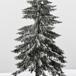 【冬 景色 アートポスター】雪 木 風景写真 インテリア雑貨 クリスマスツリー モミの木 飾り モダンアート 壁掛け 2枚目の画像