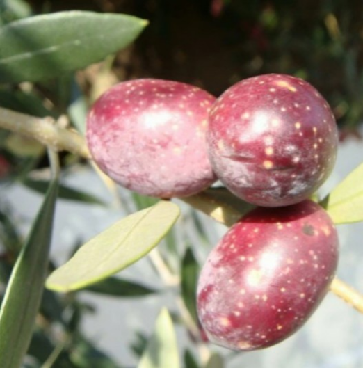イタリア　花瓶　フラワーベース　美しい　深いピンク　きれい Amazon.co.jp: イタリア 花瓶 フラワーベース 美しい 深いピンク