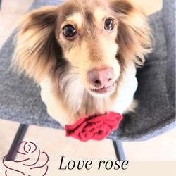 『Love　rose』ニットスタイ 5枚目の画像