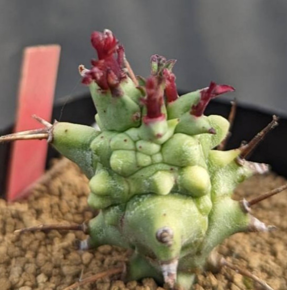 レア多肉植物シリーズ・ユーフォルビア・ホリダモンストローサinわけけのお店 2枚目の画像