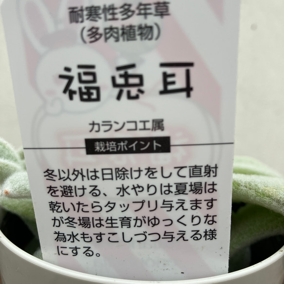 福兎耳♪フクトジ♪うさぎの耳♪多肉植物♪もふもふ♪大人気 8枚目の画像