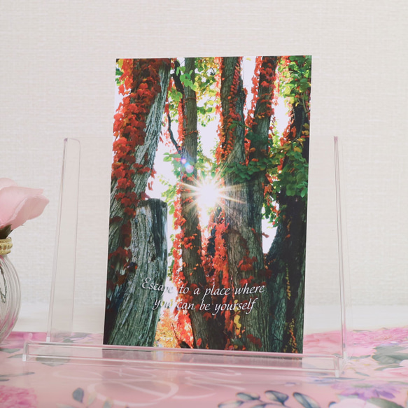 【No.001】紅葉景色 ポストカード1枚 裏無地 1枚目の画像