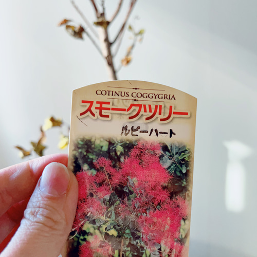 ④#14 スモークツリー ルビーハート 観葉植物 その他インテリア