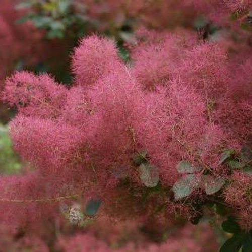 ④#14 スモークツリー ルビーハート 観葉植物 その他インテリア雑貨