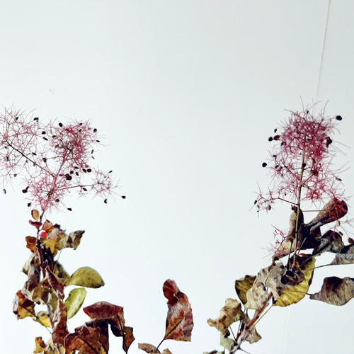 ④#14 スモークツリー ルビーハート 観葉植物 その他インテリア雑貨