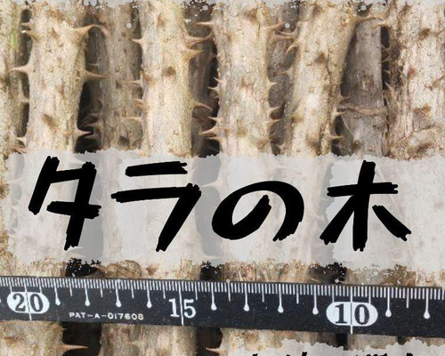 北海道産 天然 たらの木 乾燥 ４，５キロ 楽天市場】北海道 干し タラの通販