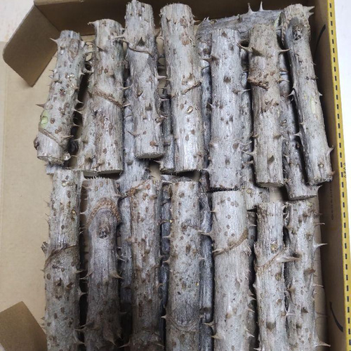 北海道産 天然 たらの木 乾燥 ４，５キロ 農家直送]トゲがあるタラの木 宅急便コンパクトいっぱい