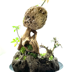 苔盆景　苔盆栽　流響（りゅうきょう） 12枚目の画像