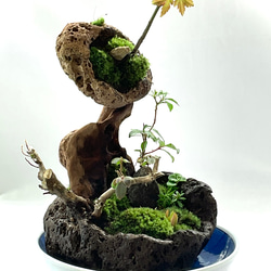 苔盆景　苔盆栽　流響（りゅうきょう） 9枚目の画像