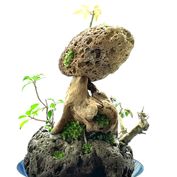 苔盆景　苔盆栽　流響（りゅうきょう） 13枚目の画像
