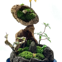 苔盆景　苔盆栽　流響（りゅうきょう） 2枚目の画像