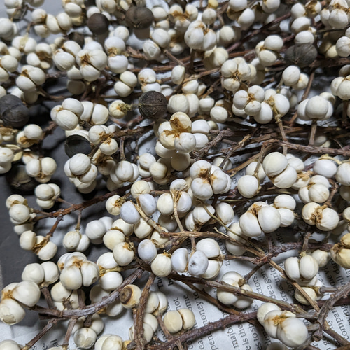 ナンキンハゼ ドライフラワー 20cm 50本 その他素材 Fine 通販