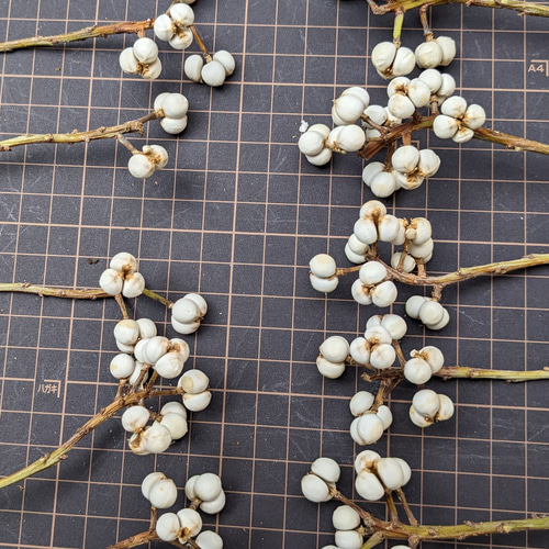 ナンキンハゼ ドライフラワー 20cm 50本 その他素材 Fine 通販