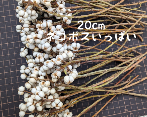 ナンキンハゼ ドライフラワー 20cm 50本 その他素材 Fine 通販