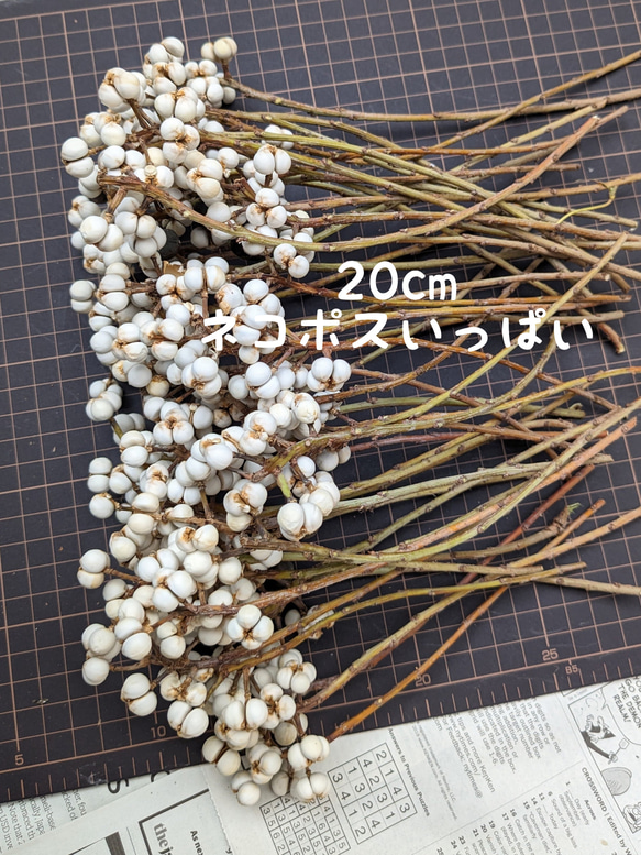 ナンキンハゼ ドライフラワー 20cm 50本 その他素材 Fine 通販