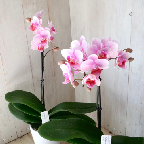 胡蝶蘭　苗　ミディ　ミニ胡蝶蘭　パール 楽天市場】話題のレア『ミディ胡蝶蘭 「フォンティエン アマパールコン