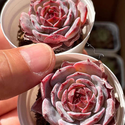 新作　多肉植物　エケベリア　オレオ　3cm  小苗　抜き苗　1株 2枚目の画像