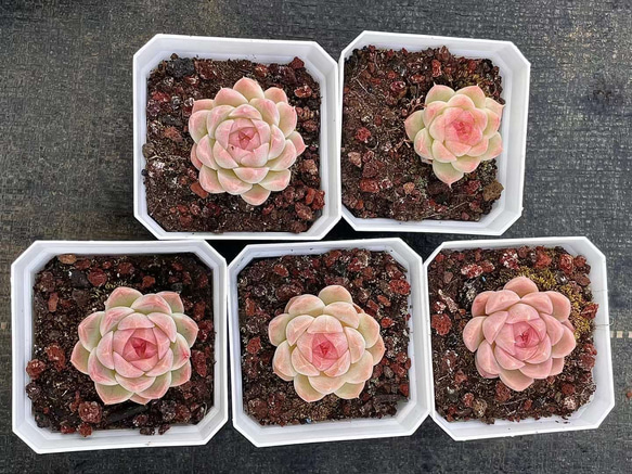 新作 超可愛い 多肉植物 エケベリア 桜だんご 小苗 1株 3cm 多肉植物