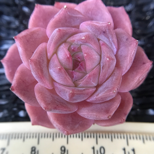 新作 多肉植物 エケベリア さくらももいちご大福 抜き苗 1株 多肉植物