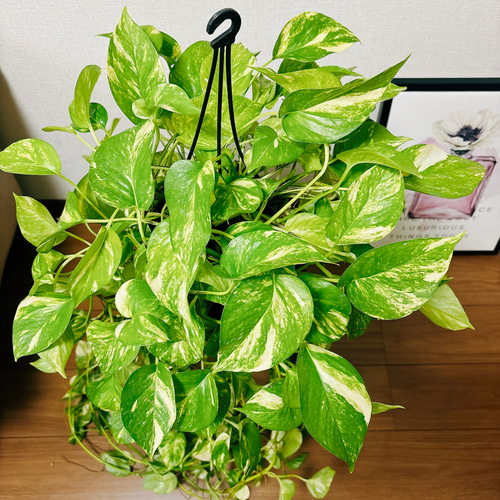 現品］ボリューム満点！ ポトス フラッシュ 5号 観葉植物 ハンギング