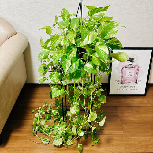 AWドリーム　新品種　ポトス　植物　ハンギング ポトス 観葉植物 AWドリーム 激レア 新品種 ポトス AWドリーム 激レア