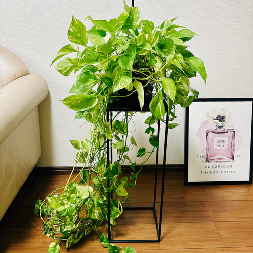 現品］ボリューム満点！ ポトス フラッシュ 5号 観葉植物 ハンギング