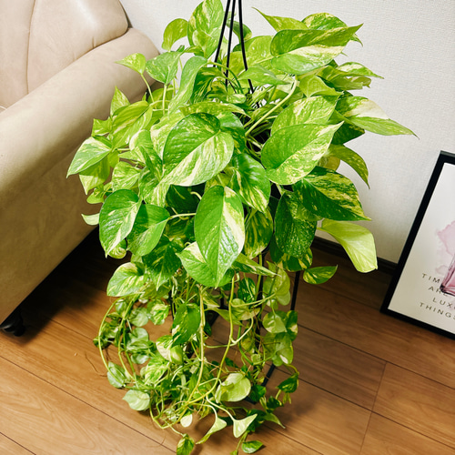 現品］ボリューム満点！ ポトス フラッシュ 5号 観葉植物 ハンギング